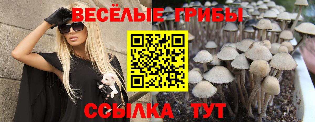 Псилоцибиновые грибы Psilocybe Назарово